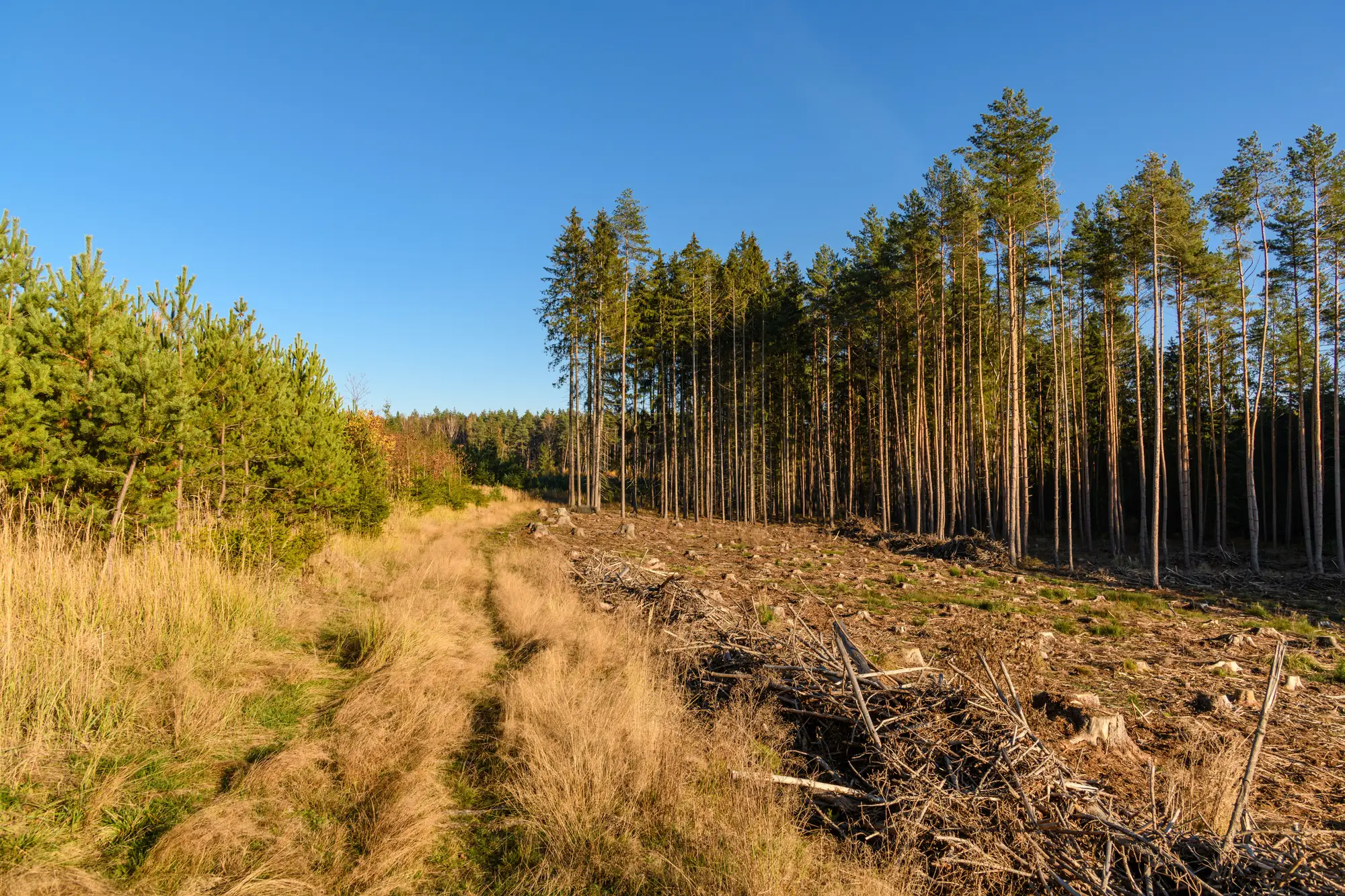 A harvested strip of pine forest beside the standing edge of the stand, with slash left on the ground