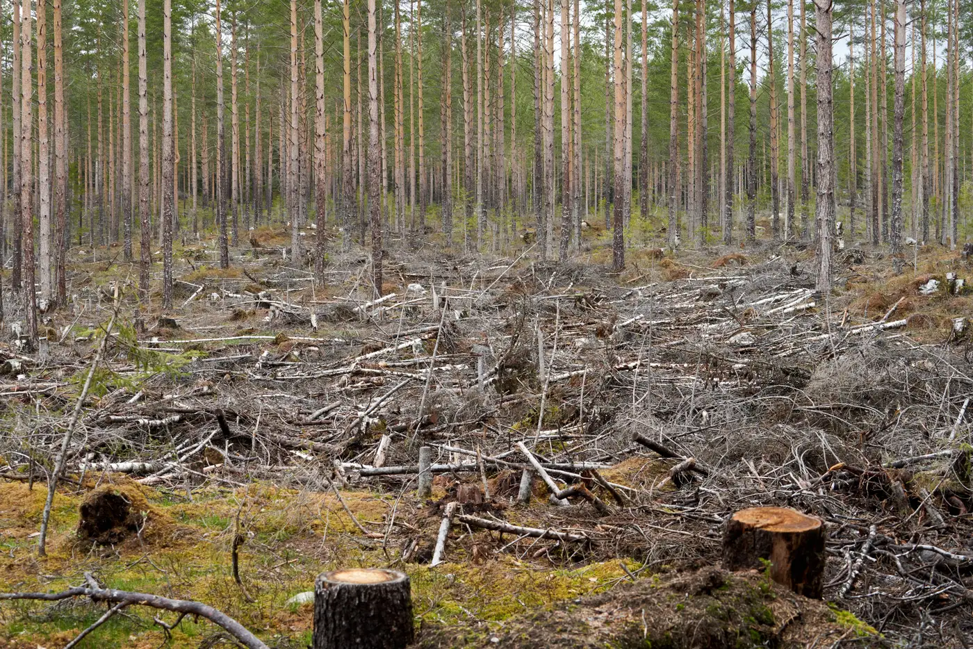 Cut tree trunks and stumps in an open clearing at the edge of standing forest.