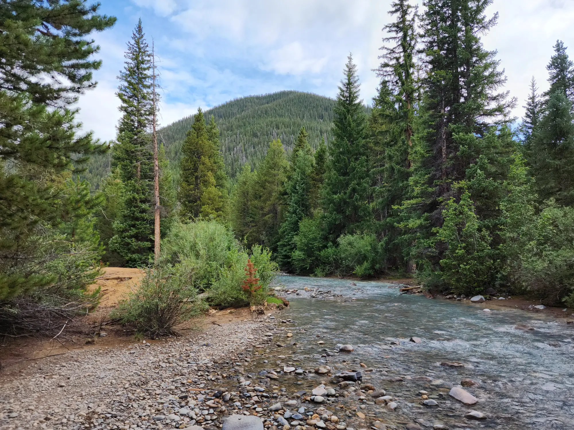 A shallow stream running between conifers and willow scrub on a gravel bank